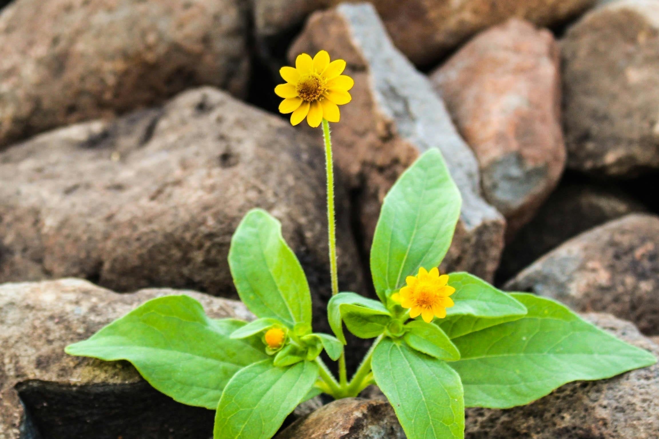 Que savons-nous de la résilience