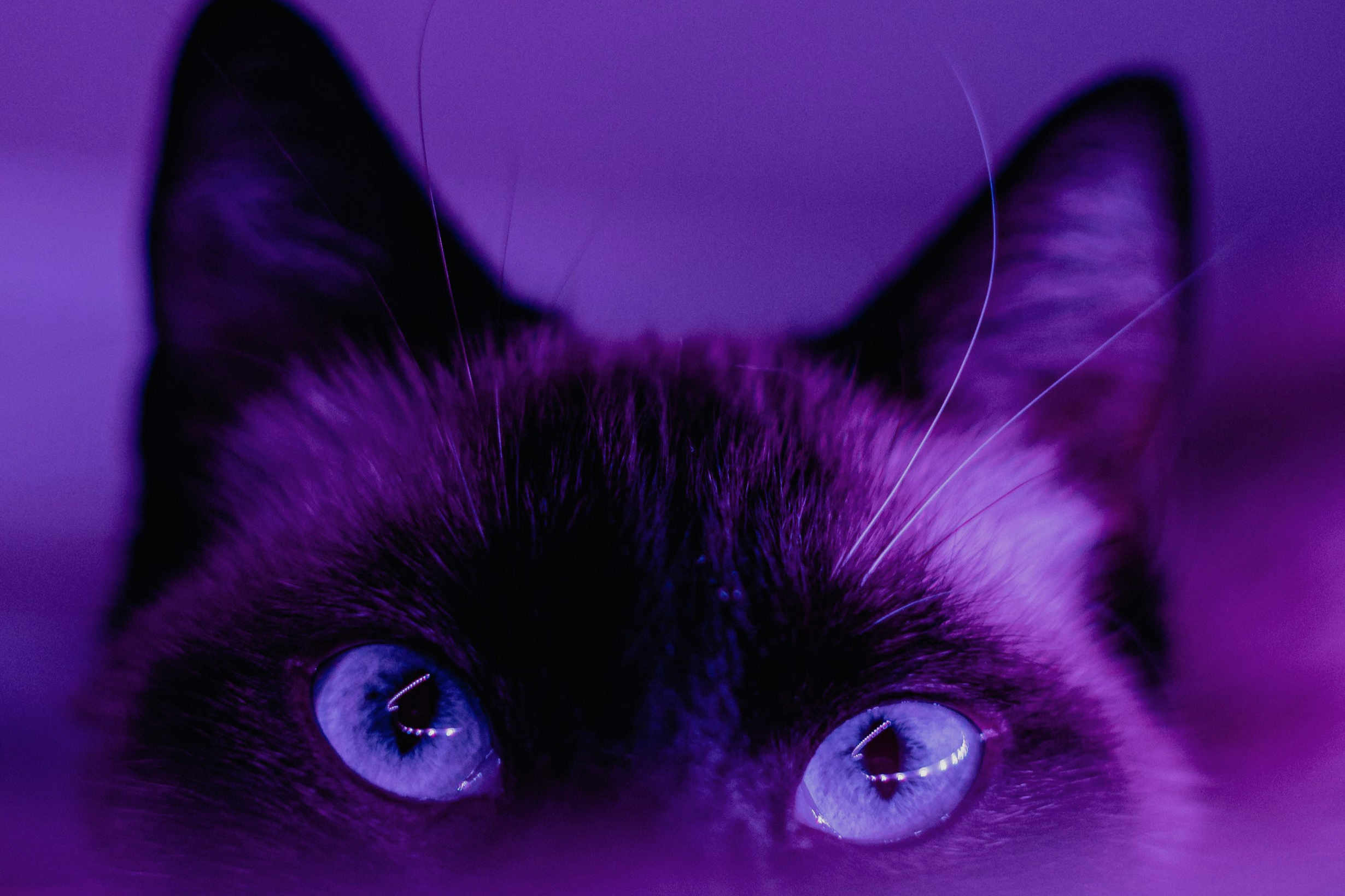 Formação em Facilitação - Neurociência da Aprendizagem